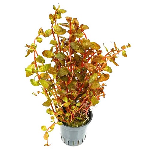 Ludwigia Senegalensis Guinea en pot